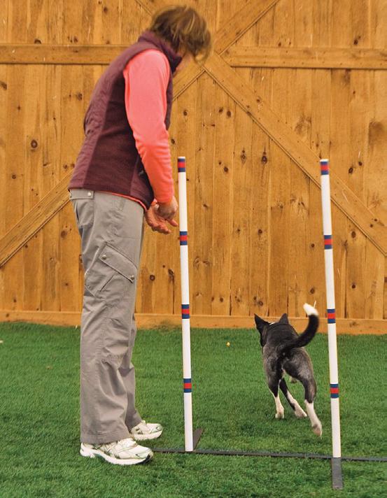 Your goal for this stage should be to get the dog eagerly passing back and forth through the poles.