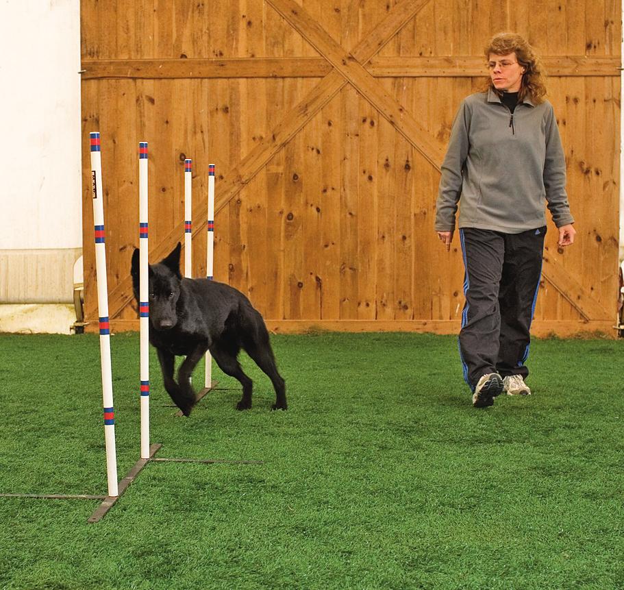 he goal at this stage is that your dog hits an entry, zigs back, and hits another entry. here is no angling or rotation of the poles.