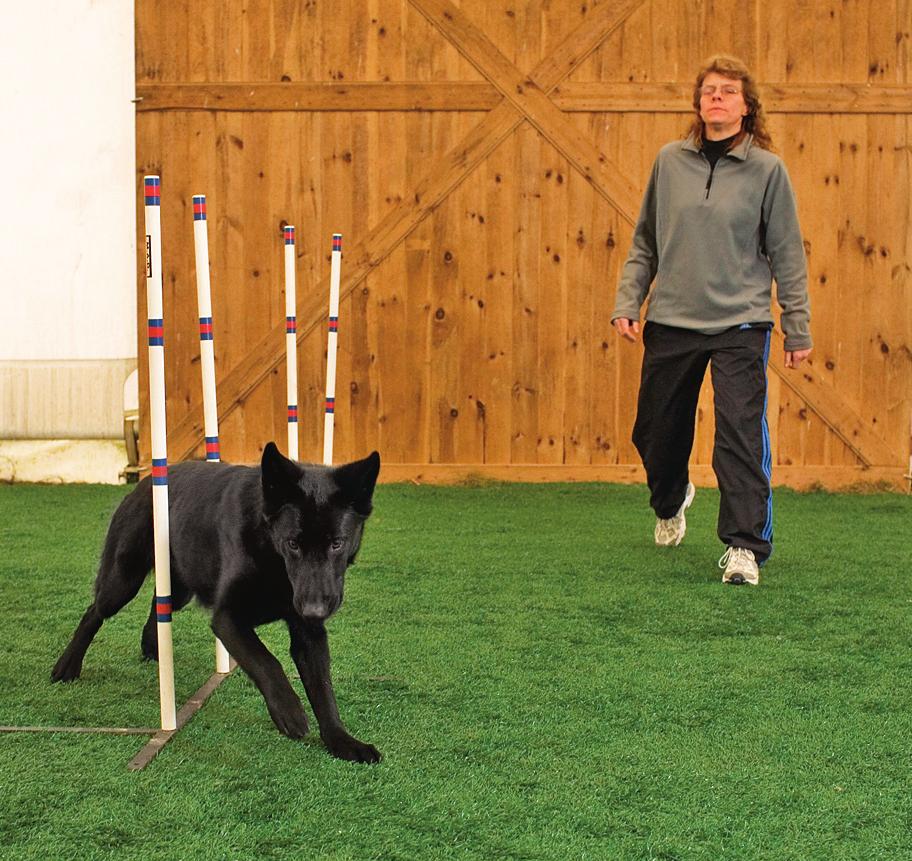 Start asking your dog to perform both sets of poles for one reward. Repeat this a few Now it s time to repeat all of the clock work from Steps and.