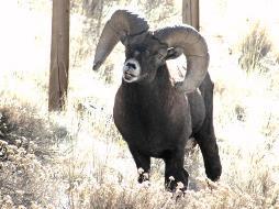 Prior to this influx of people in 1889, the number of bighorn sheep observed in Wason Park was documented at 50. Bighorn sheep were known to occupy Bellows Creek (Bear and Jones 1973) in the 1950s.