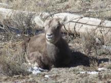 USDA Forest Service There are an estimated 7,000 bighorn sheep in Colorado.