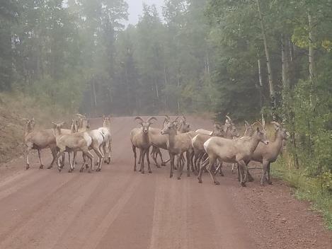 USDA Forest Service Bighorn are expected to contact the allotment from the three sub-herds at rates of every 4.
