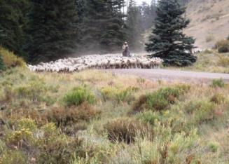 USDA Forest Service Cumulatively, the annual herd contact rate for all three bighorn herds is 1.9, meaning that bighorn are expected to contact the Ouray Allotment every 2 years.