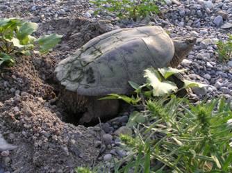 Development creates erosion, and sediment can ultimately be washed downstream and deposited on beaches that would otherwise have been used by turtles to nest.