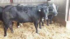 Pen Lot J WHITTAKER, SAWBRIDGE For sale due to change in farming policy 50 501-504 1 Pedigree Longhorn Cow UK201262 400475 with a Hereford x