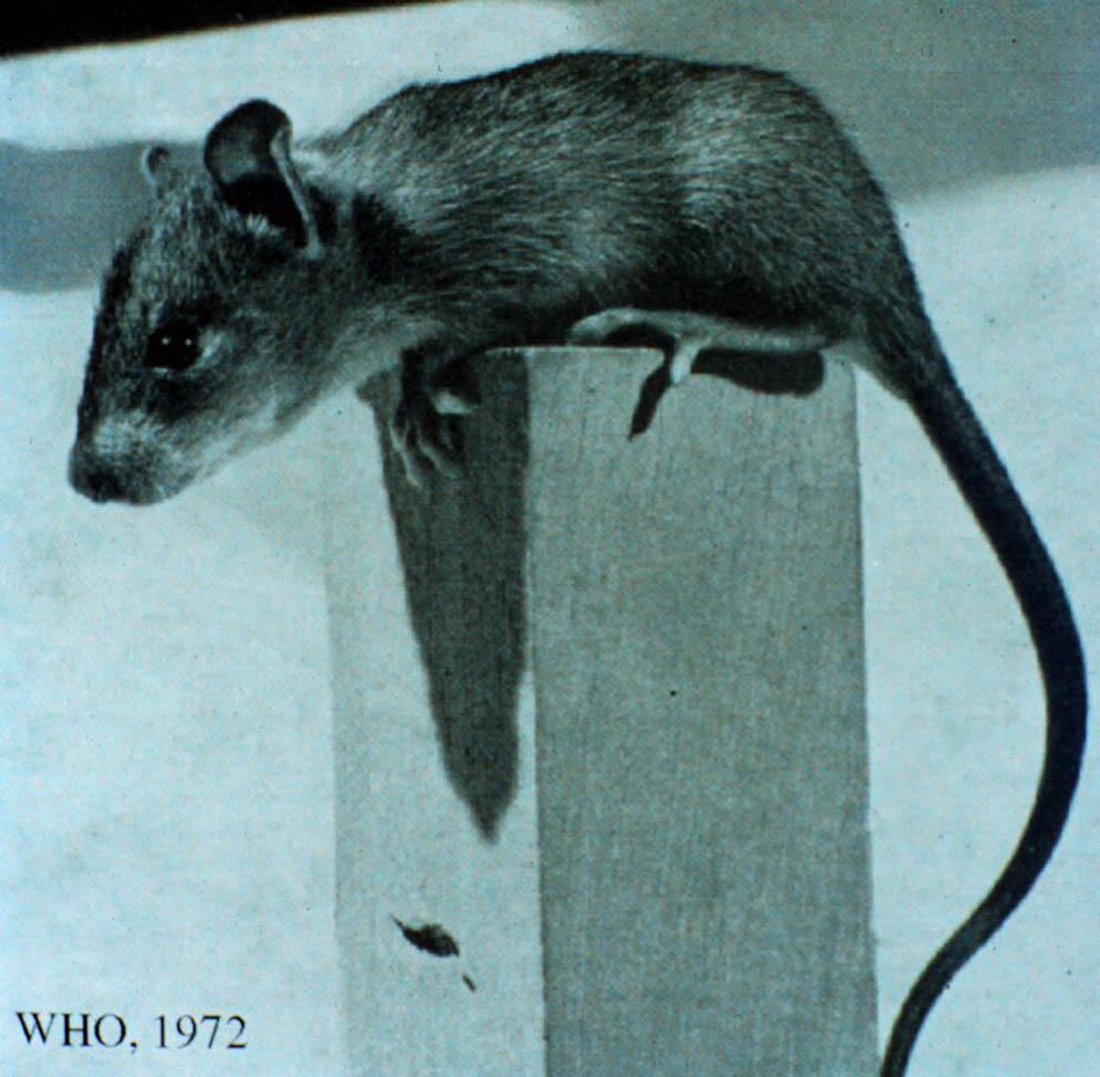 They include the Roof Rat, Norway Rat, and House Mouse (Figure 2). These commensal rodents have been carried by man to every corner of the Earth.