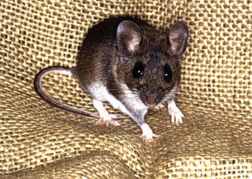 Rat-sized live traps and mouse sized live traps are produced by several manufacturers. Figure 29.