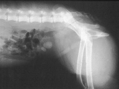 410 Small Animal/Exotics Compendium May 2001 Case Example #1 Signalment: 3-year-old, spayed collie cross History: Signs of lower urinary tract disease (stranguria, pollakiuria, hematuria) for 2