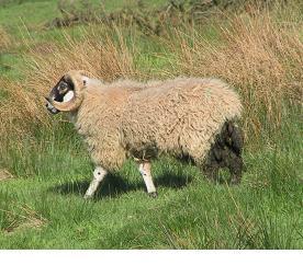 Ram Management Phil Scott DVM&S, DipECBHM, CertCHP, DSHP, FRCVS Although the breeding period on many intensive sheep farming enterprises may only extend to five or six weeks, effective management of