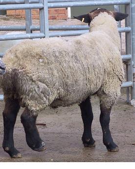 Many rams are over-conditioned at sale. Fashion rather than function.
