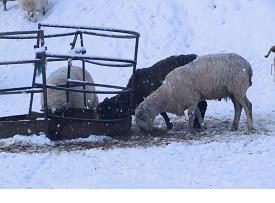 Supplementary feeding is critical during the mating period when many rams often lose considerable body condition (up to two