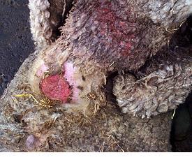 Body condition scoring is important because a visual assessment can be inaccurate as the fleece may mask considerable weight loss.