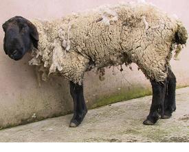 occasionally result from a sudden change or interruption in feeding following sale. Mature rams must not be fed more than 1 kg of concentrates at any one feed.