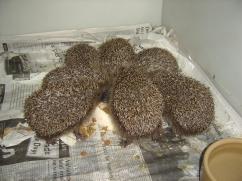 Wild Things Res-Q Page 8 Adopt an Over wintering Hedgehog As many of you know the largest single species we treat are hedgehogs. Last year we treated a bumper number of 568!