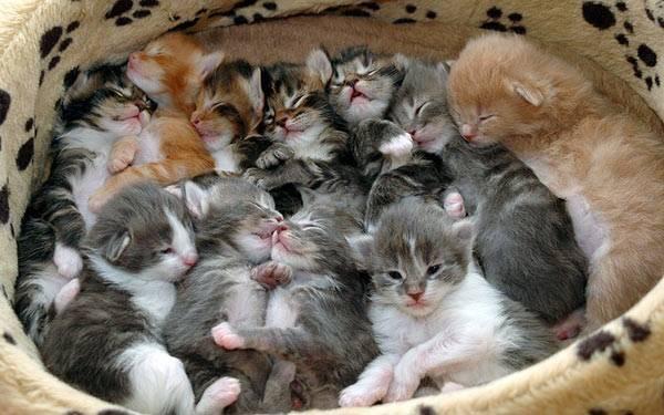 Did you Know? Most cats give birth to a litter of between one and nine kittens. The largest known litter ever produced was 19 kittens, of which 15 survived. Do you follow Forgotten Cats on Facebook?