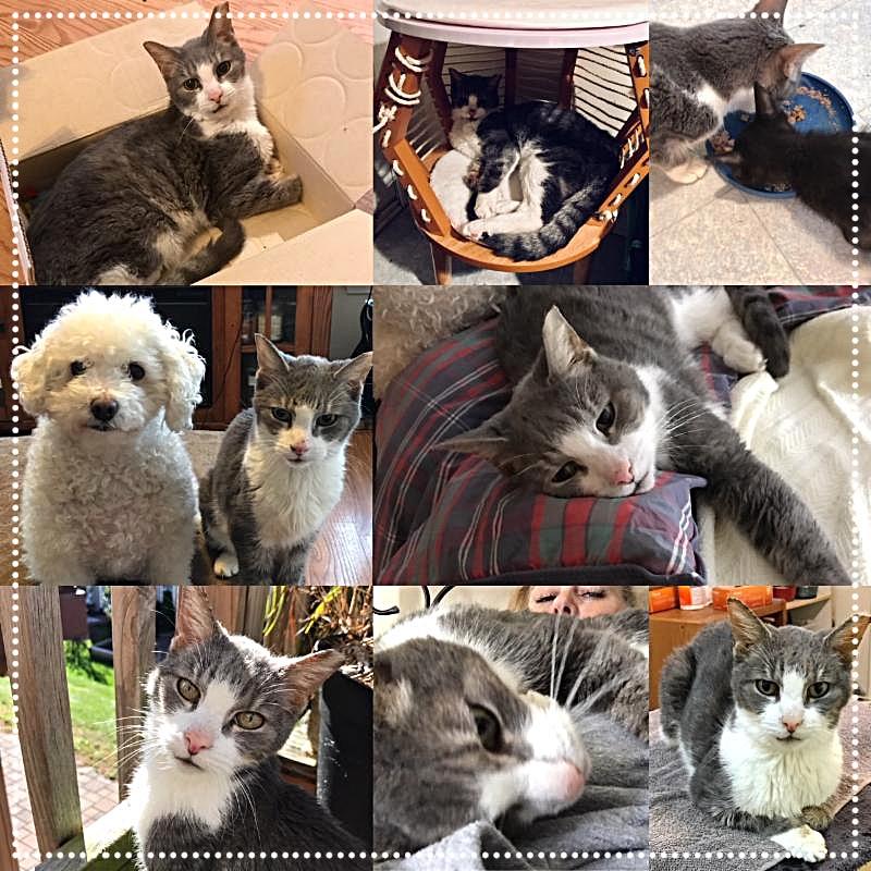 Instead of an adoption update this month, we felt it was fitting to share a foster's story. Slick touched the hearts of many volunteers during his time with Forgotten Cats.