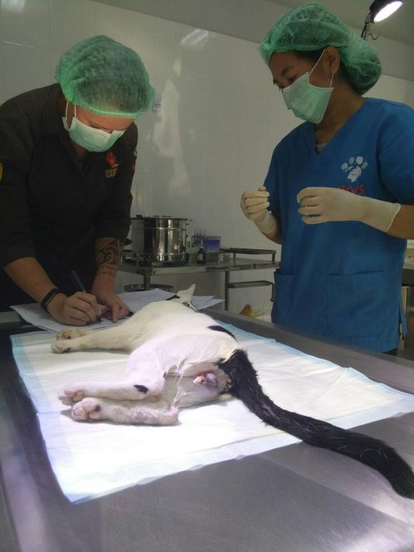 The 22 nd of February has also been the Official Opening of Chiang Mai s Animal Birth