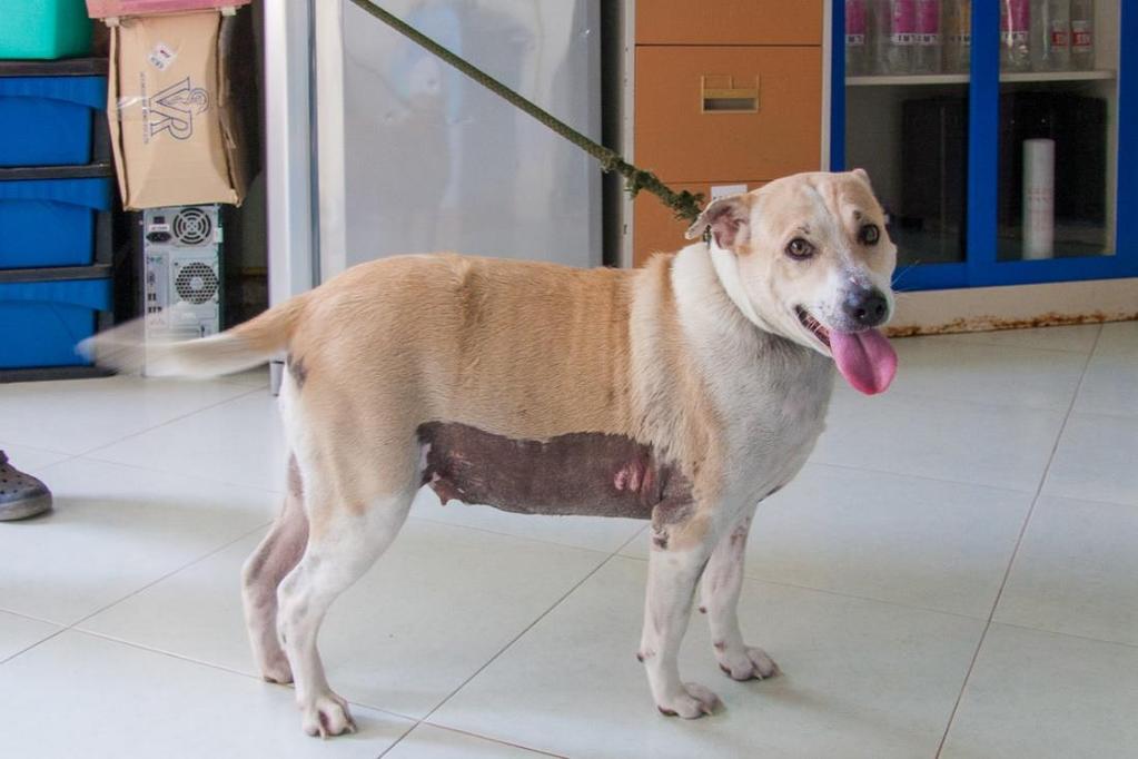 Thung Ngern was, overall, lucky: our vets where able to operate her,