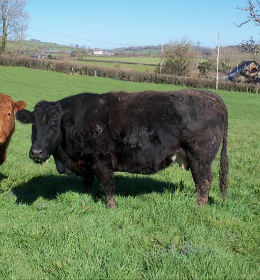 17 SOUTH DEVON COW UK 364302 600224 DOB: 24/05/2010 BITTLEFORD PATRICK from June to December 2013 (Pd in calf).