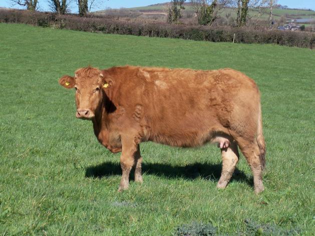 CROSSBRED COWS 19 HEREFORD COW UK 361424 600131 DOB: 24/02/2006 BITTLEFORD PATRICK from June to December 2013 (Pd in calf).