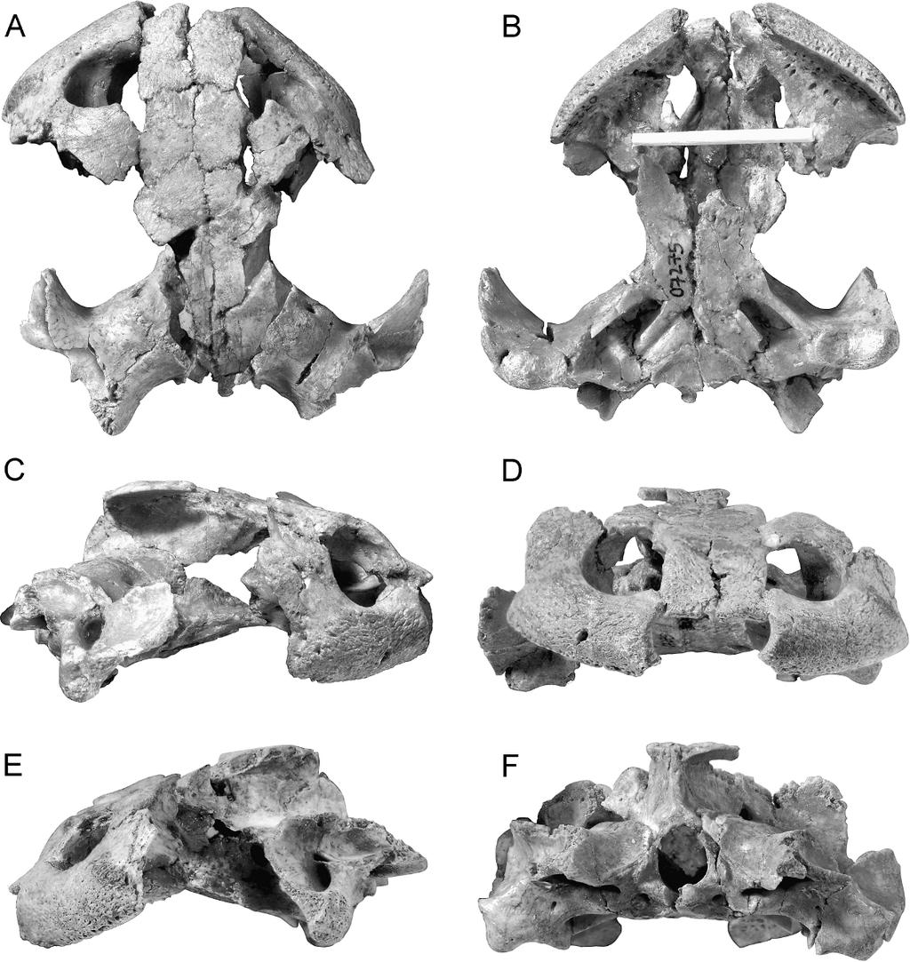 6 AMERICAN MUSEUM NOVITATES NO. 3662 Fig. 2. Kinkonychelys rogersi, n. gen. et sp. UA 9748, holotype skull. A, Dorsal; B, ventral; C, right lateral; D, anterior; E, left lateral; F, posterior. [C.