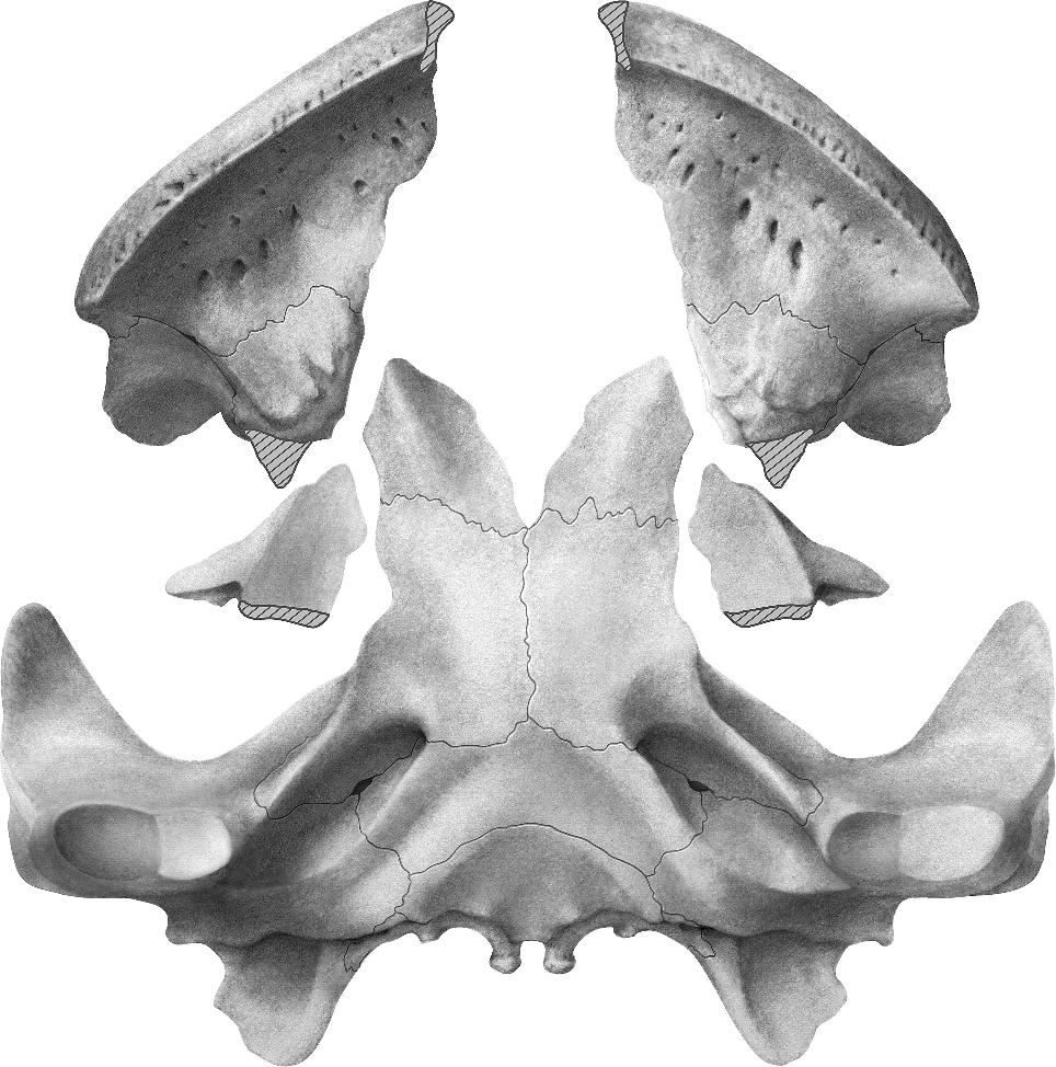 2009 GAFFNEY ET AL.: KINKONYCHELYS, A NEW SIDE-NECKED TURTLE 9 Fig. 4. Kinkonychelys rogersi, n. gen. et sp. UA 9748, holotype. Partially restored ventral view of skull. [C. Li, del.] Kurmademys.