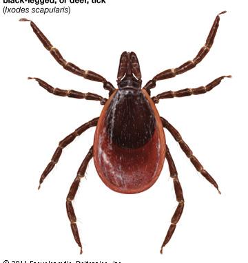 Learn about different ticks Below are three