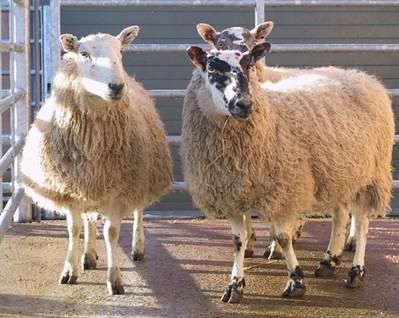 Biosecurity on Sheep Farms Phil Scott DVM&S, DipECBHM, CertCHP, DSHP, FRCVS The components of a biosecurity program are all good management practices that can increase the profitability of your sheep