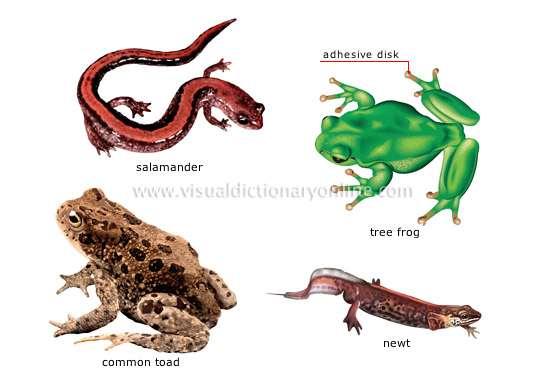 Amphibian Characteristics This process of change from baby to adult is called a metamorphosis. Some have smooth moist skin.