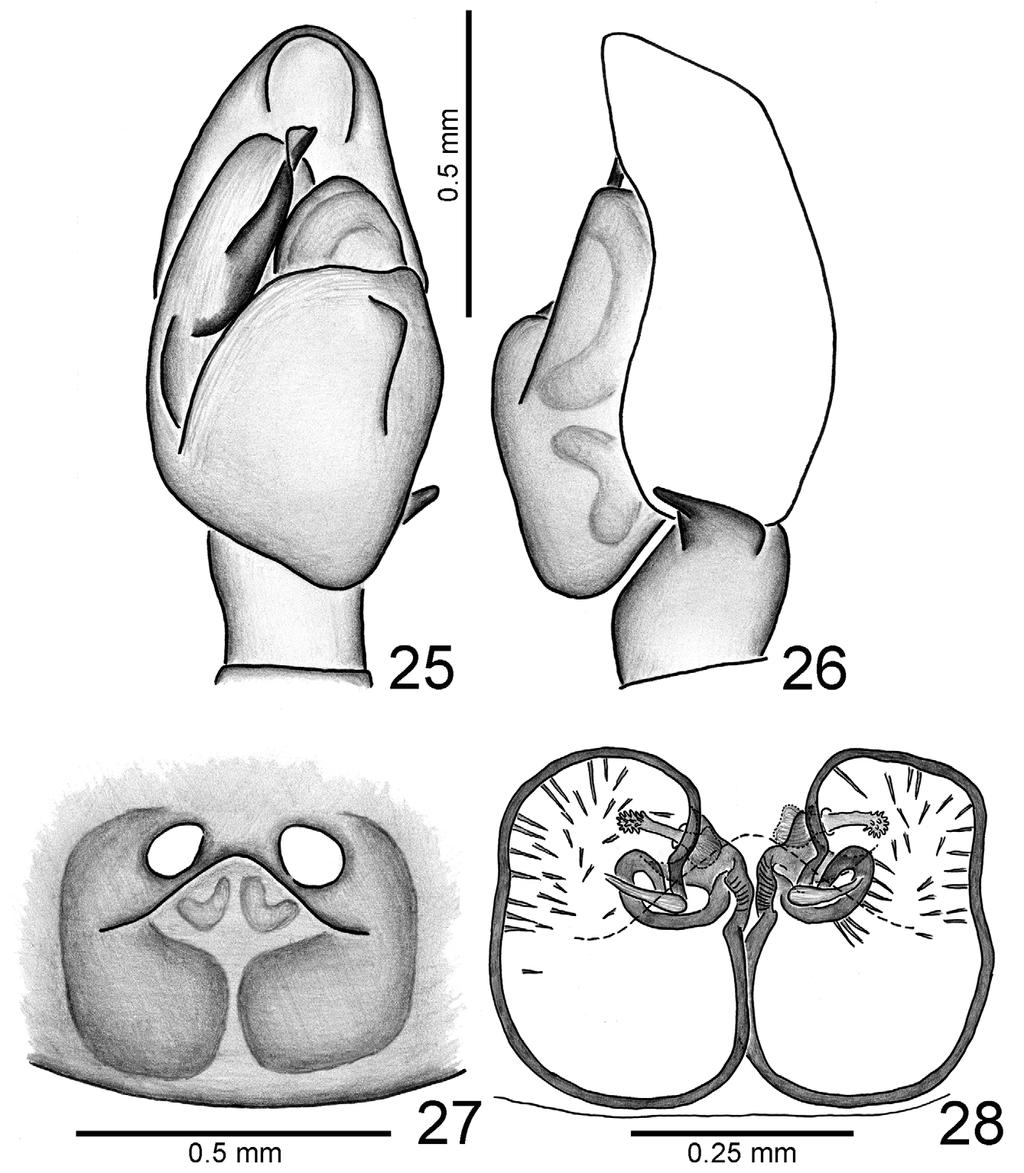 Soesilarishius paxiuba sp. nov. Figs 19 20, 25 28 Type material: Holotype: male from Parque Nacional da Serra do Pardo, São Félix do Xingu, Pará, Brazil, 5.767ºS, 52.617ºW, 26.IV.2012, G.R.S. Ruiz et al.