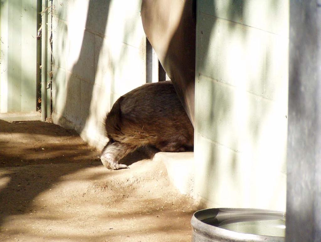 1. Wombats, given access to temperature controlled areas and supplemented with food appear to adapt 2. Homeostasis is not compromised when they can escape the heat 3.