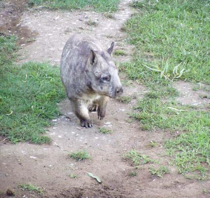 responses iii) Wild wombats are likely