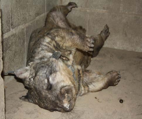 captive wombats iv) Further research