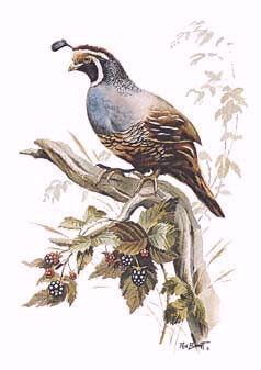 to have a covey of quail around the backyard.