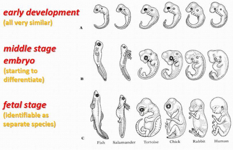 Comparative Embryology in Vertebrates All vertebrates (related species) are similar in early stages of development.
