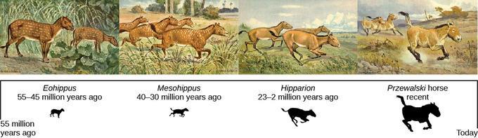 Transitional Species Ex: modern horse