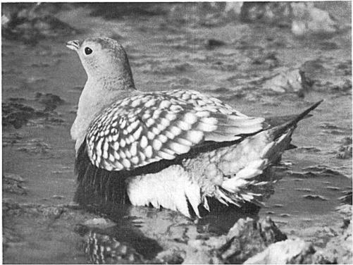 326 TOM J.. CADE AND GORDON L. MACLEAN Figure 1. Adult male sandgrouse (Plerocles namoqua) soaking his belly at a water hole in the Kalahari Desert. The bird is resting after a period of rocking.