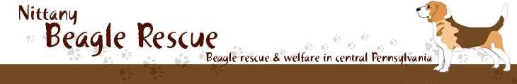RESCUE PROFILE: Nittany Beagle Rescue * P.O. Box 127 * West Decatur, PA 16878 Email: info@nittanybeaglerescue.