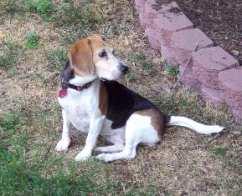 We accept beagles from shelters and from owners who can no longer keep them, and we work to find them loving, permanent homes. How to help!