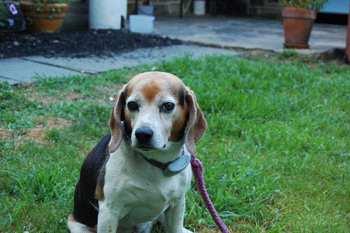 Sponsorship donations help support food, shelter and medical costs for our beagles. If you wish to have your name displayed as a sponsor we will list you once we have received your donation.