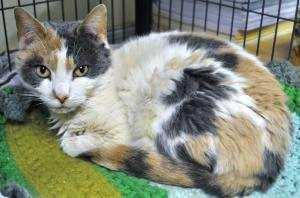 shy kitty. Her owner passed away and we are helping her to get a new loving home.