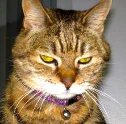 com Missy, female brown tabby is front declawed and 10 years old.