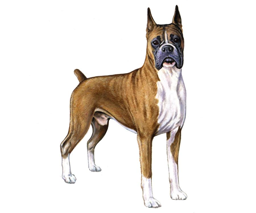BOXER HEIGHT: 21-25 in WEIGHT (SHOW): 55-66 lb WEIGHT (PET): 49-77 lb EARS MUZZLE TAIL The history of the dates back to nineteenth century