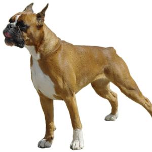 s were bred to be hunting dogs and they earned their name from the boxing pose they are known to take when standing on their hind legs.