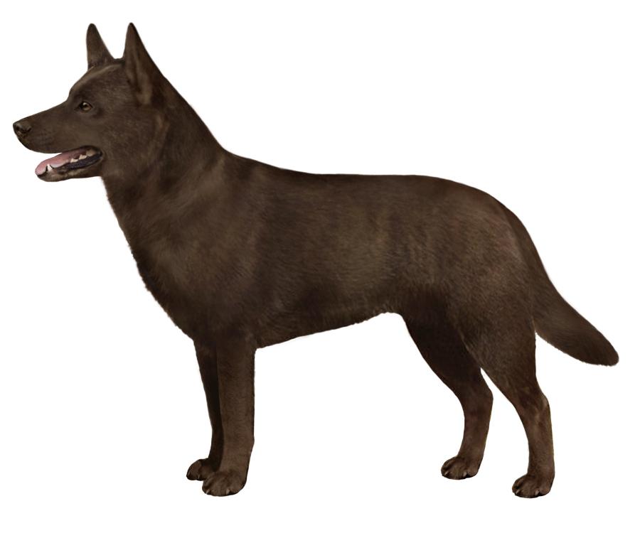 AUSTRALIAN KELPIE HEIGHT: 17-20 in WEIGHT (SHOW): 25-45 lb WEIGHT (PET): 25-45 lb EARS MUZZLE TAIL The is a medium sized dog