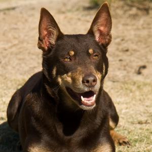 BEHAVIORAL TRAITS OF THE AUSTRALIAN KELPIE BREED THAT YOU MAY BE FAMILIAR WITH: s are extremely tough and A magnificent herding