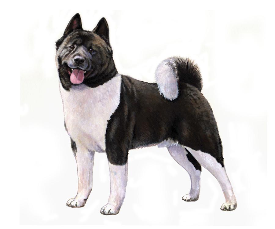 AKITA HEIGHT: 24-28 in WEIGHT (SHOW): Akita 66-110 lb WEIGHT (PET): 60-121 lb EARS MUZZLE TAIL The Akita is an ancient breed native to Akita city in the