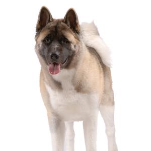 The breed s history began in 1630 when Matagi Inu breeders started crossing their dogs with other breeds indigenous to the Akita region.
