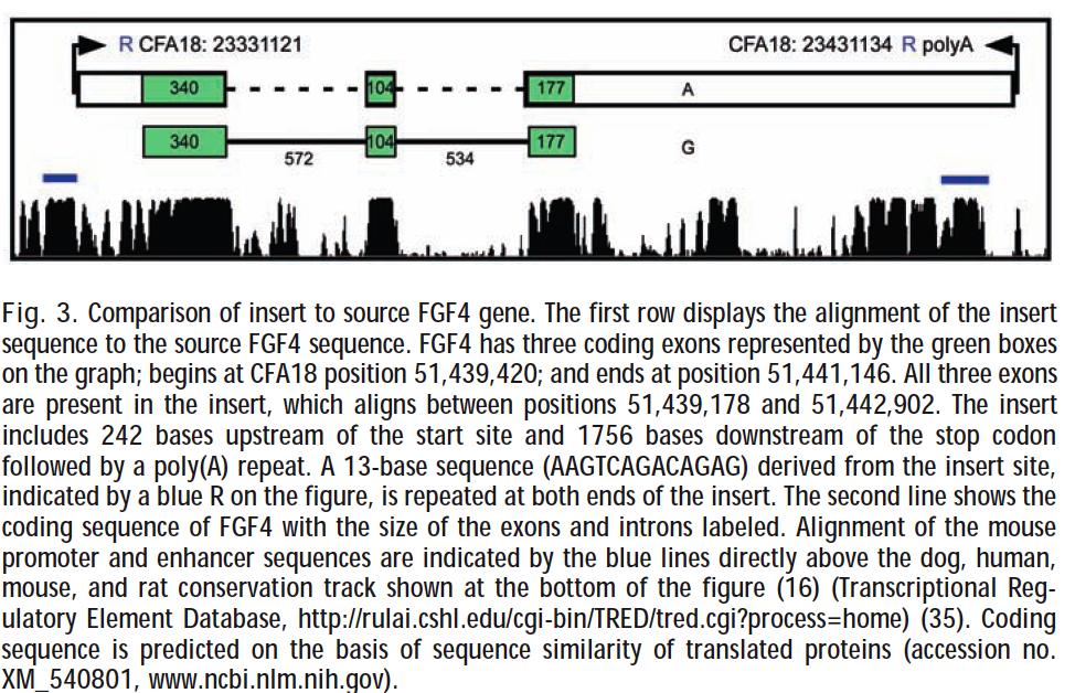Short dogs all have a new copy of the FGF4 gene, which is flanked by short tandem repeats.