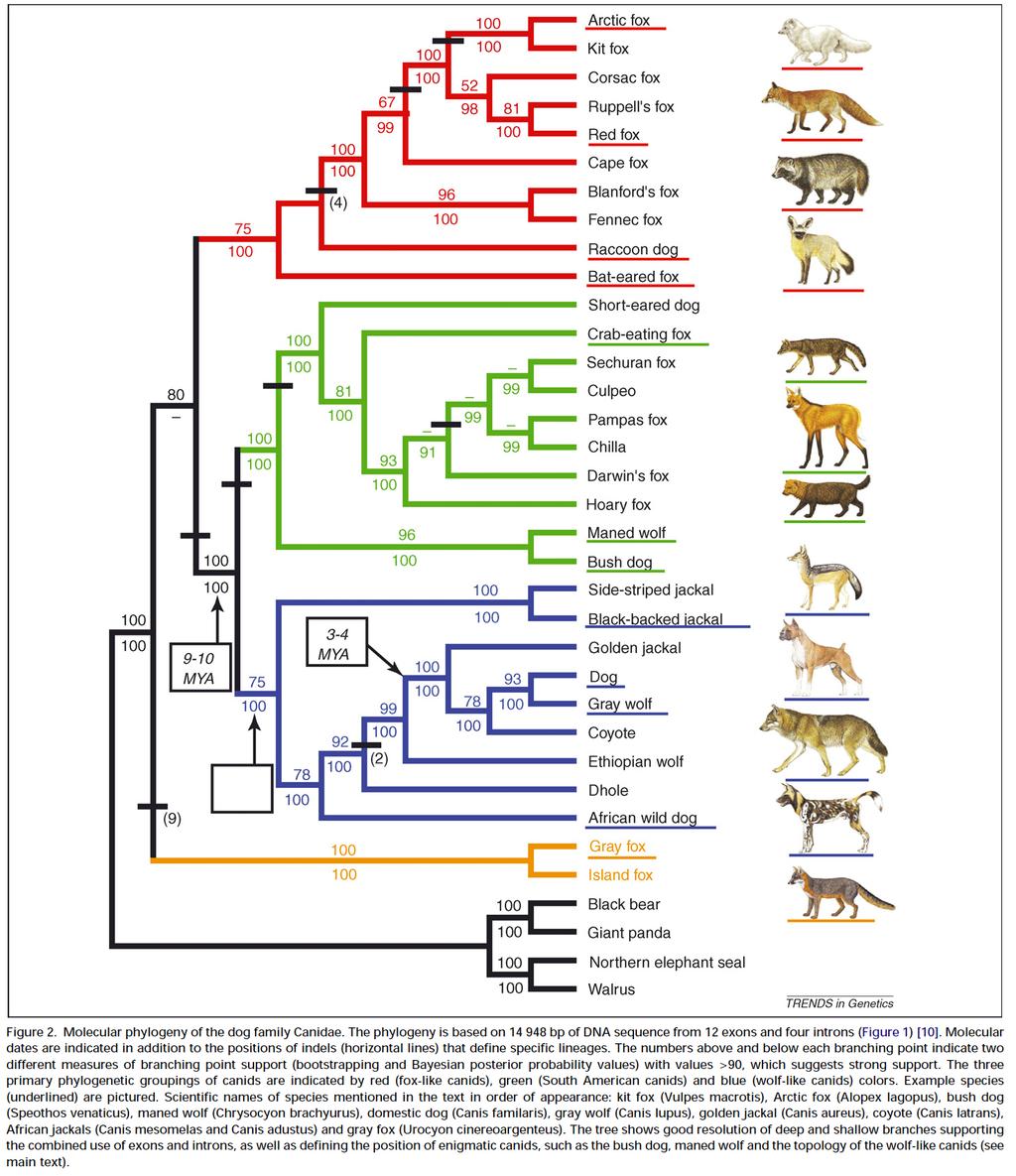 The radiation of the family Canidae occurred about 100 million years ago.